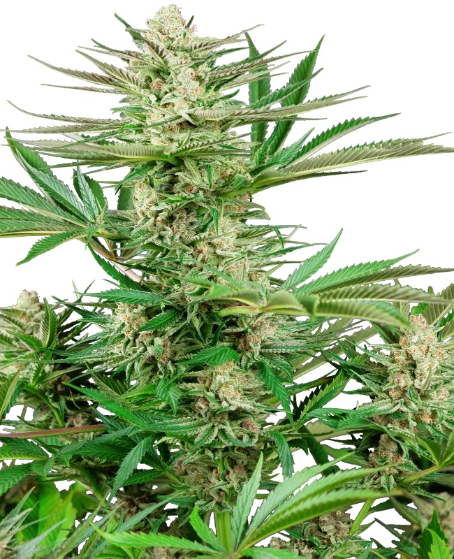 0000071_malibu-og-gold-feminized-seeds_800.jpeg