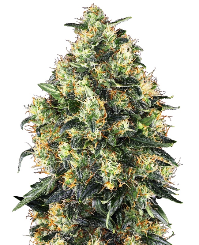 0000353_super-skunk-automatic-seeds_800.jpeg