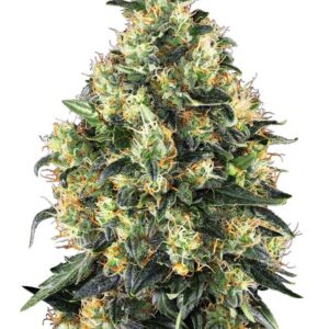 0000353_super-skunk-automatic-seeds_800.jpeg
