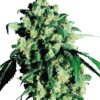 0000306_super-skunk-feminized-seeds_800.jpeg