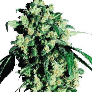 0000306_super-skunk-feminized-seeds_800.jpeg