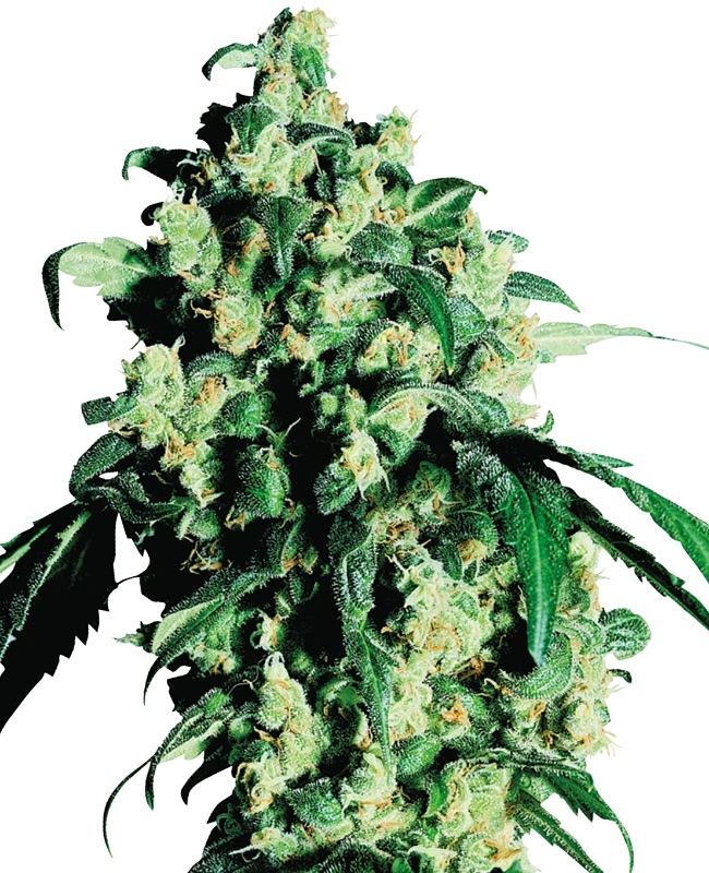 0000306_super-skunk-feminized-seeds_800.jpeg
