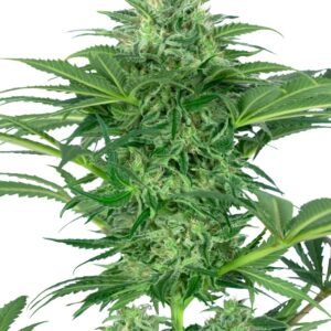 0000156_skunk-dream-cbd-feminized-seeds_800.jpeg