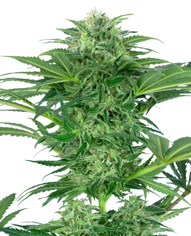 0000156_skunk-dream-cbd-feminized-seeds_800.jpeg