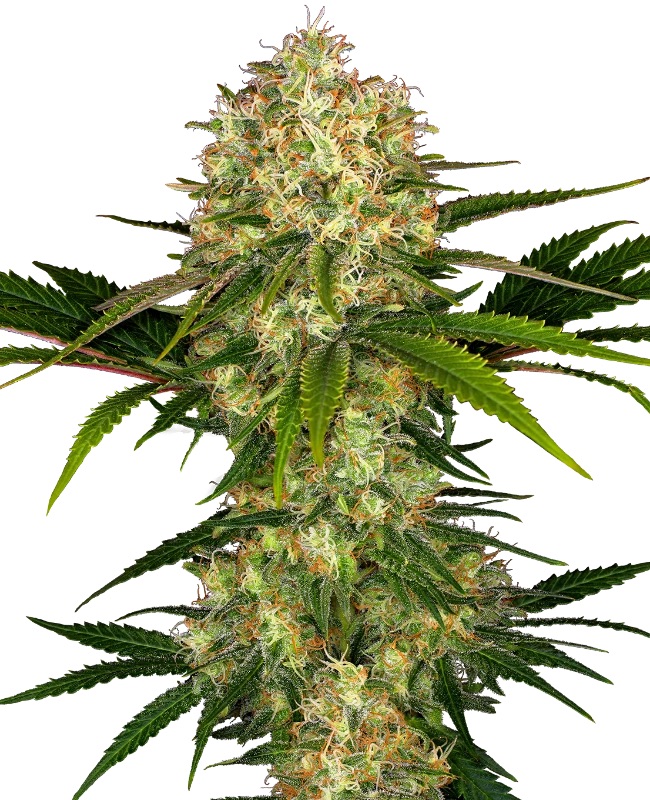 0000414_afghani-1-feminized-seeds_800.jpeg