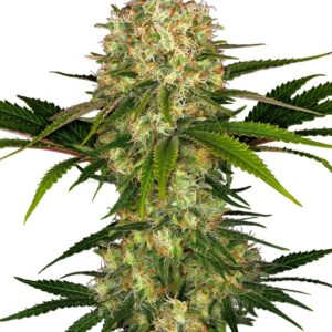 0000414_afghani-1-feminized-seeds_800.jpeg