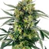 0000026_blueberry-zkittlez-automatic-seeds_800.jpeg