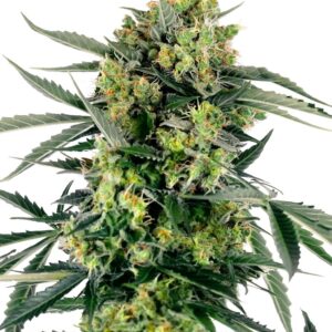0000026_blueberry-zkittlez-automatic-seeds_800.jpeg