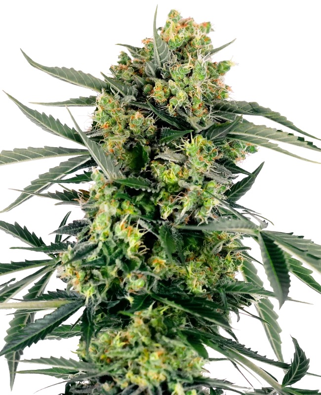 0000026_blueberry-zkittlez-automatic-seeds_800.jpeg