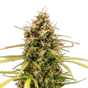 Design ohne Titel (39).jpg