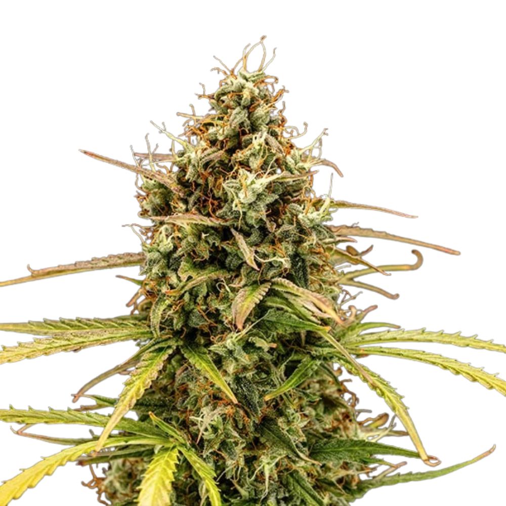 Design ohne Titel (39).jpg