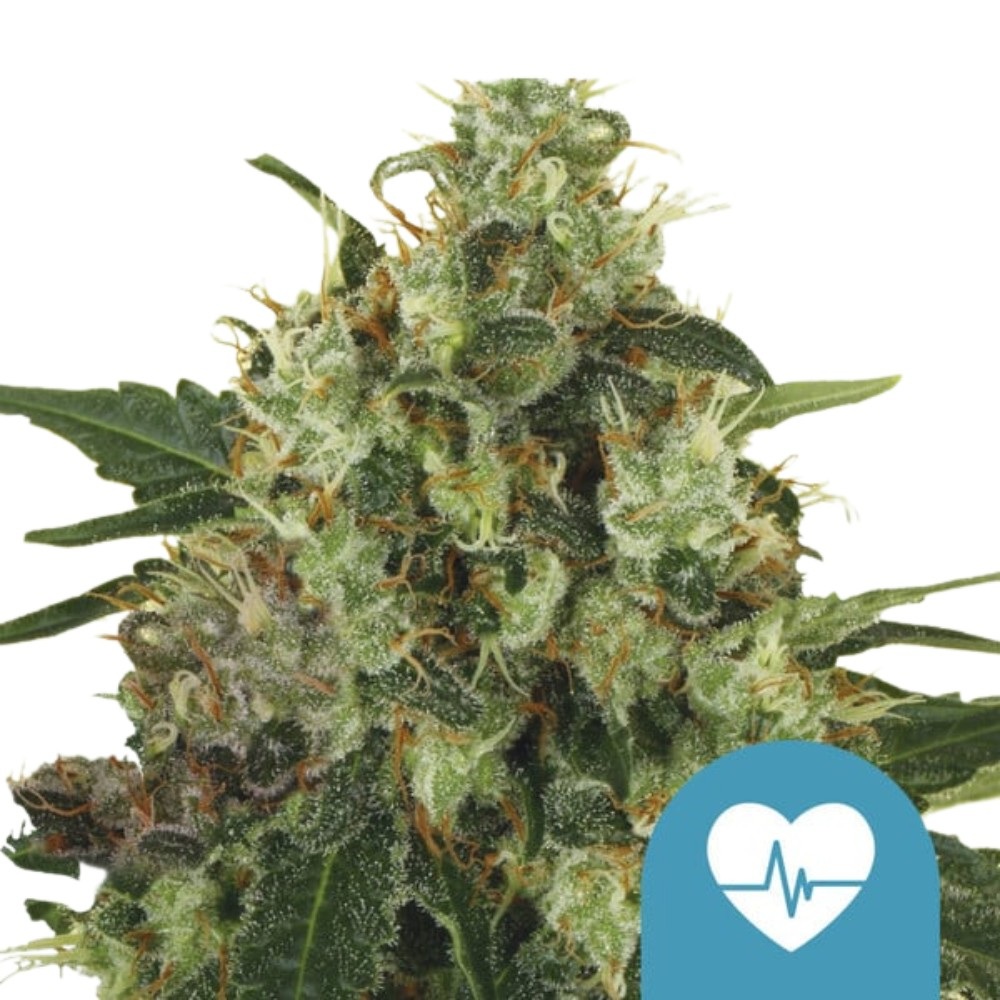 Royal Queen Seeds Samen CBD Medical Mass feminisiert (1 Samen) - 1.jpg