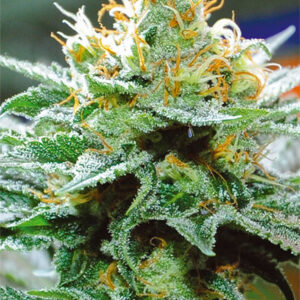 Vision Seeds Amnesia Buddha Kush.png