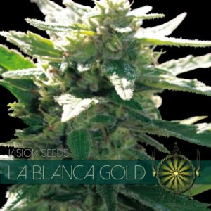 Vision Seeds La Blanca Gold.png