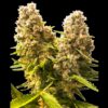 SensiSeeds_BanKushCakeAuto.png