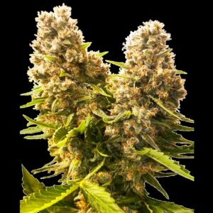 SensiSeeds_BanKushCakeAuto.png