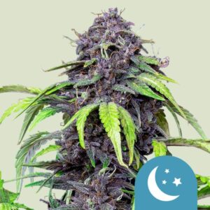 purplematic-cbd (1).jpg