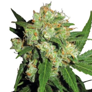 Design ohne Titel (61).jpg