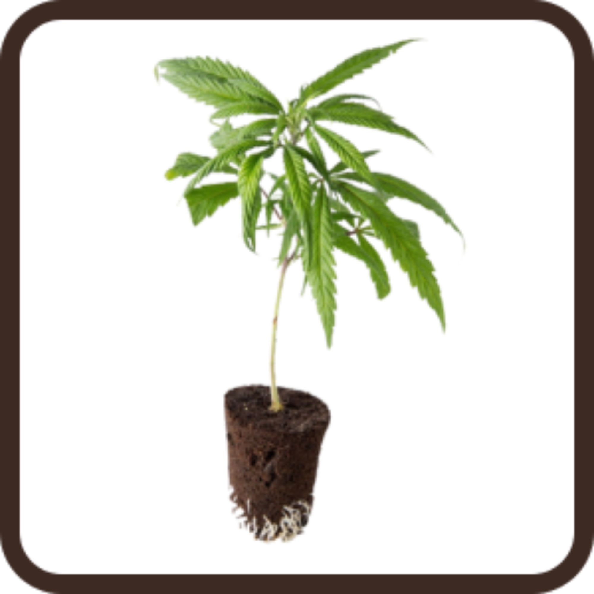 Design ohne Titel.jpg