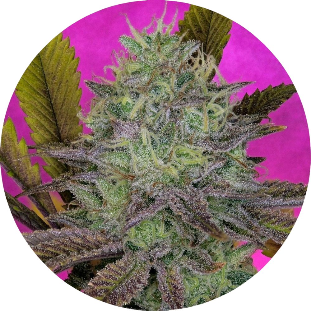 Design ohne Titel (96).jpg