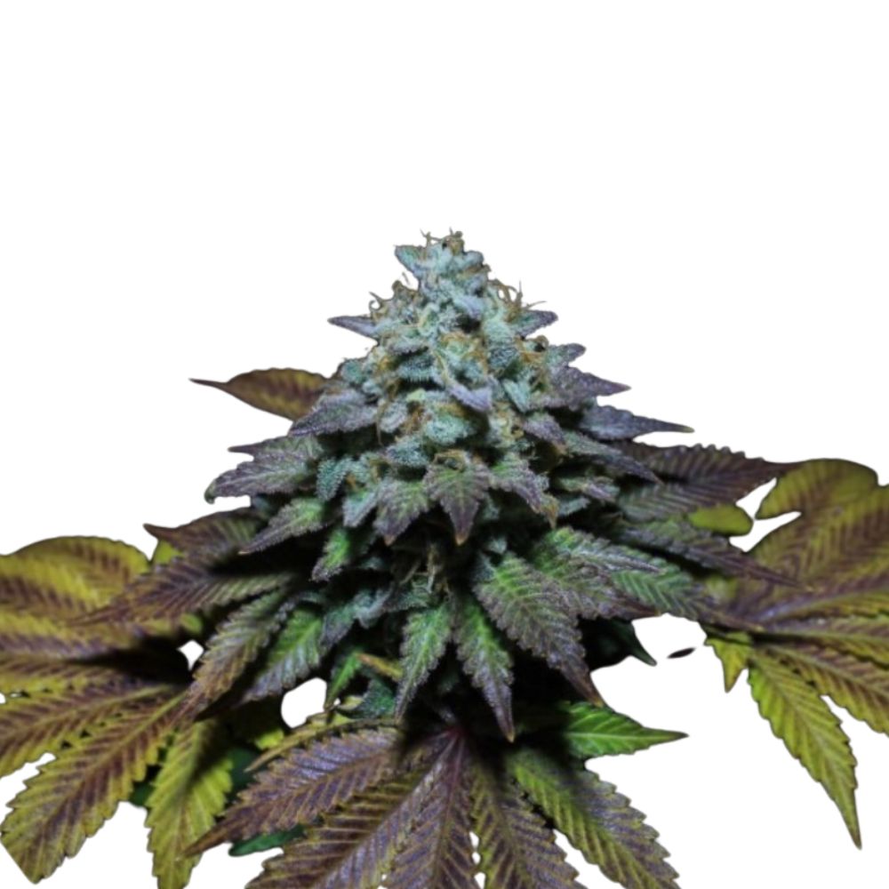 Design ohne Titel (93).jpg