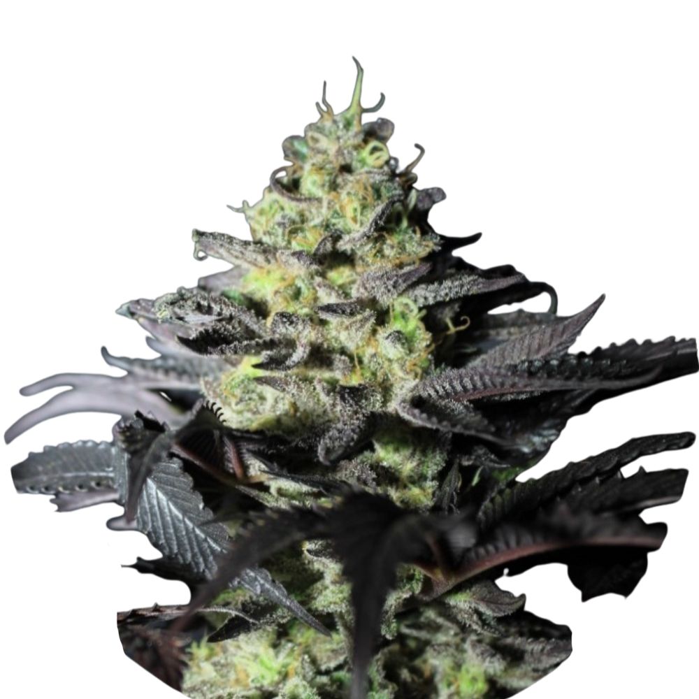 Design ohne Titel (100).jpg