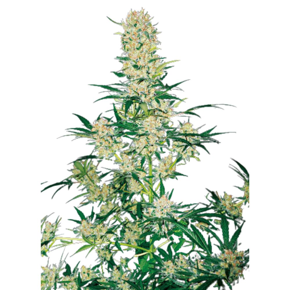 Design ohne Titel (35).jpg