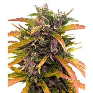 Design ohne Titel (36).jpg