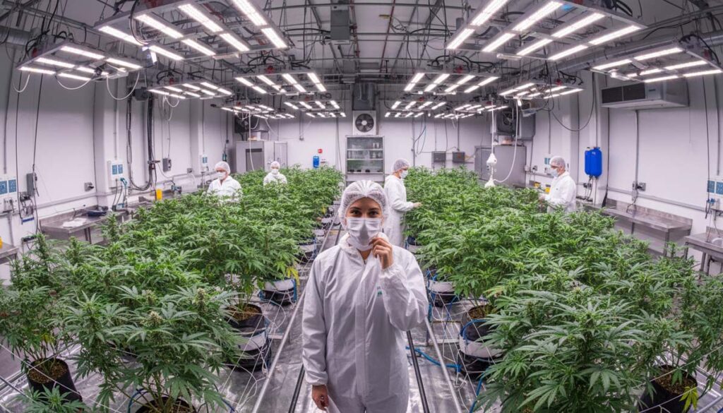 weed cannabis anbau plantage medizin