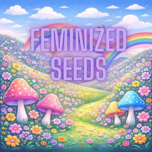 Feminisierte Cannabissamen