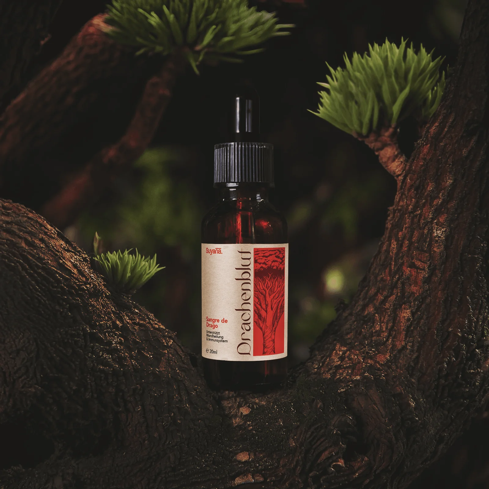 Drachenblut (Sangre de Drago) aus Rio Napo, Ecuador