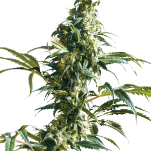 e219573e0b18d8fcf34e849d0a061334 g66d5bf9b91210 sensi seeds mexican sativa feminized 1 png