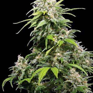 eb13c1406c57481b6659b3dc5412416c y66d19af795f67 sensi seeds california indica feminized 1 png