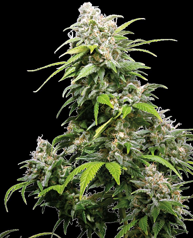 Sensi Seeds Hanfsamen California Indica® Feminisiert, 3 Stk – Bild 2