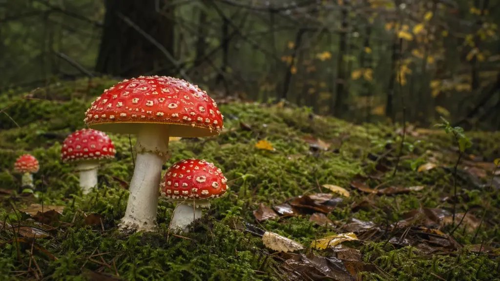 Rote Fliegenpilze im Wald als Symbol für die Frage, wie gefährlich der Fliegenpilz wirklich ist