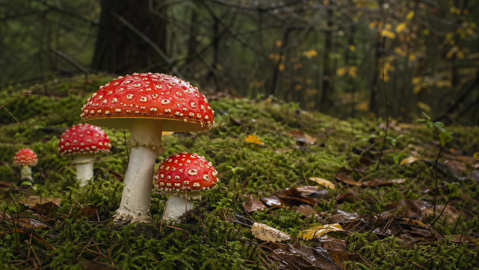 Fliegenpilz Microdosing