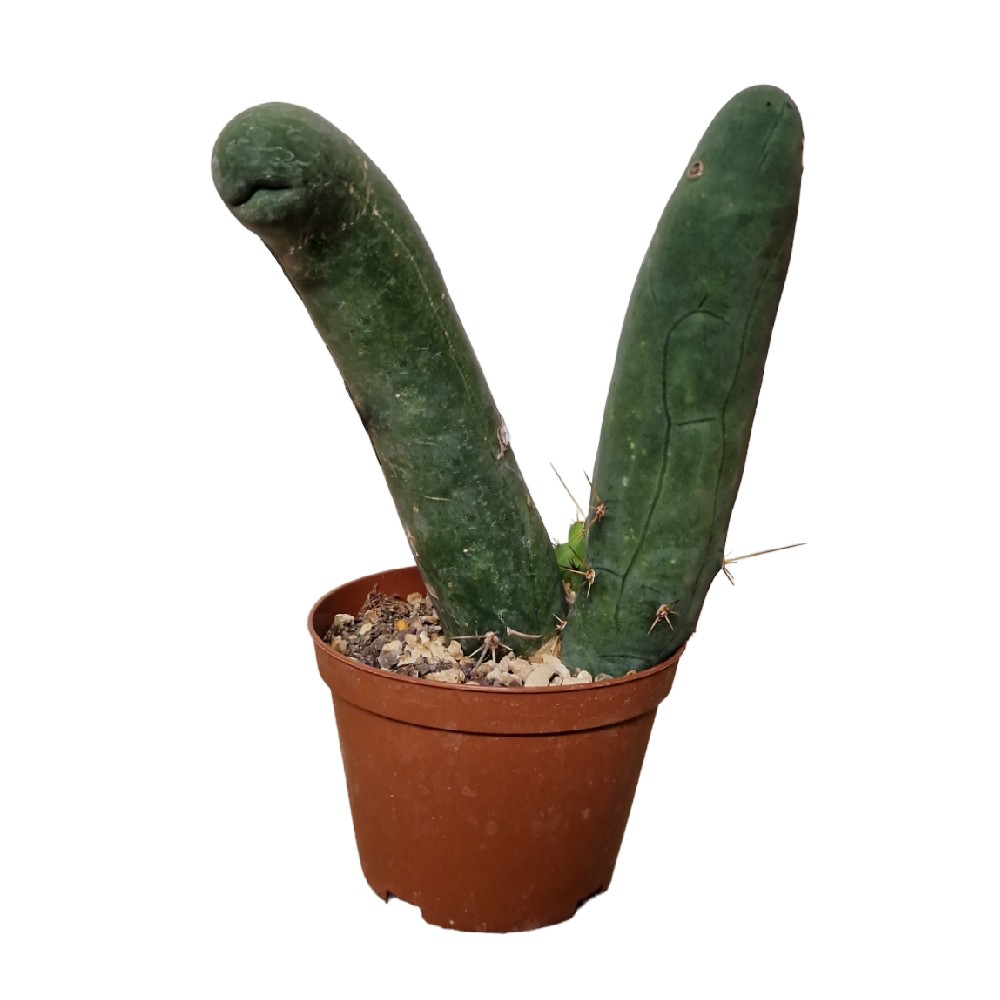 kentiapalme howea forsteriana Howea forsteriana