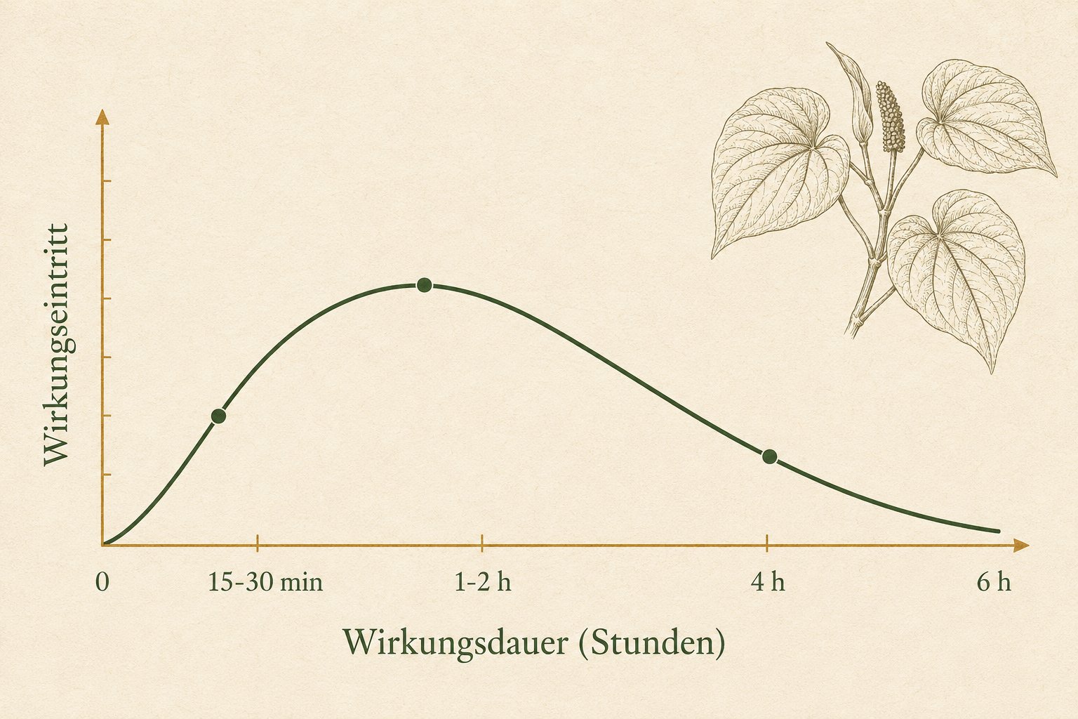 Wissenschaftliches Diagramm der Kava-Wirkungskurve mit deutscher Beschriftung: Wirkungseintritt bei 15-30 Minuten, Peak bei 1-2 Stunden, Abklingen bis 6 Stunden