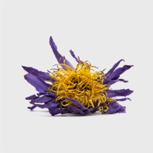 tee Blauer Lotus.png